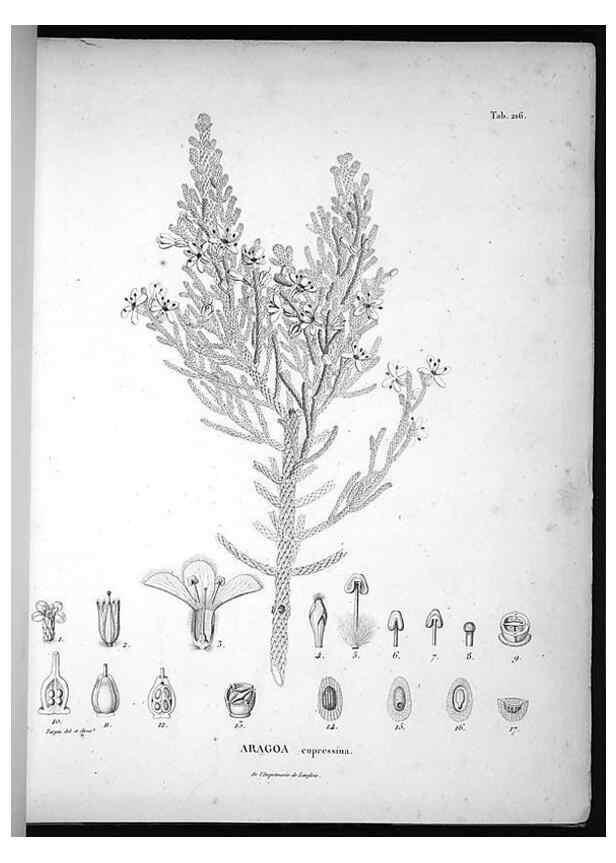 Reproducción/Reproduction 49556459486: Nova genera et species plantarum :. Antverpiae :Ex officina Christophori Plantini ...,1576.. 