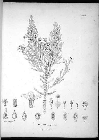 Reproducción/Reproduction 49556459486: Nova genera et species plantarum :. Antverpiae :Ex officina Christophori Plantini ...,1576.. 