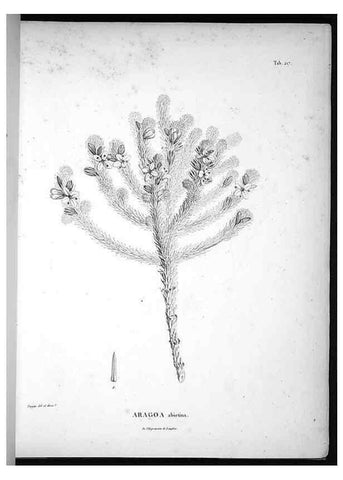 Reproducción/Reproduction 49555964638: Nova genera et species plantarum :. Antverpiae :Ex officina Christophori Plantini ...,1576.. 