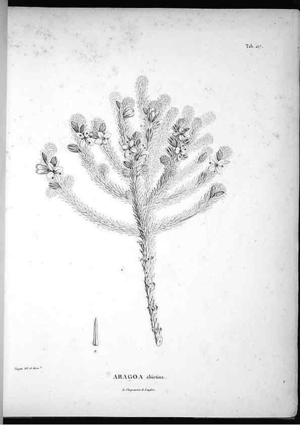Reproducción/Reproduction 49555964638: Nova genera et species plantarum :. Antverpiae :Ex officina Christophori Plantini ...,1576.. 