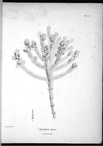 Reproducción/Reproduction 49555964638: Nova genera et species plantarum :. Antverpiae :Ex officina Christophori Plantini ...,1576.. 
