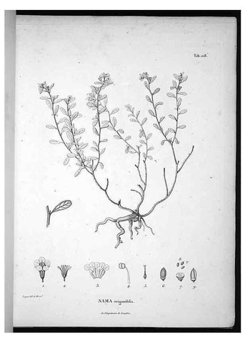 Reproducción/Reproduction 49556696357: Nova genera et species plantarum :. Antverpiae :Ex officina Christophori Plantini ...,1576.. 