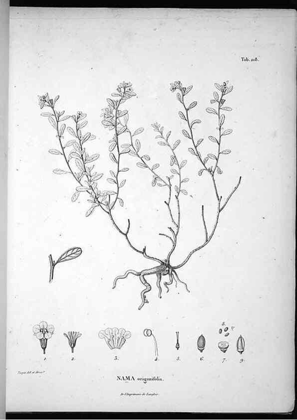 Reproducción/Reproduction 49556696357: Nova genera et species plantarum :. Antverpiae :Ex officina Christophori Plantini ...,1576.. 