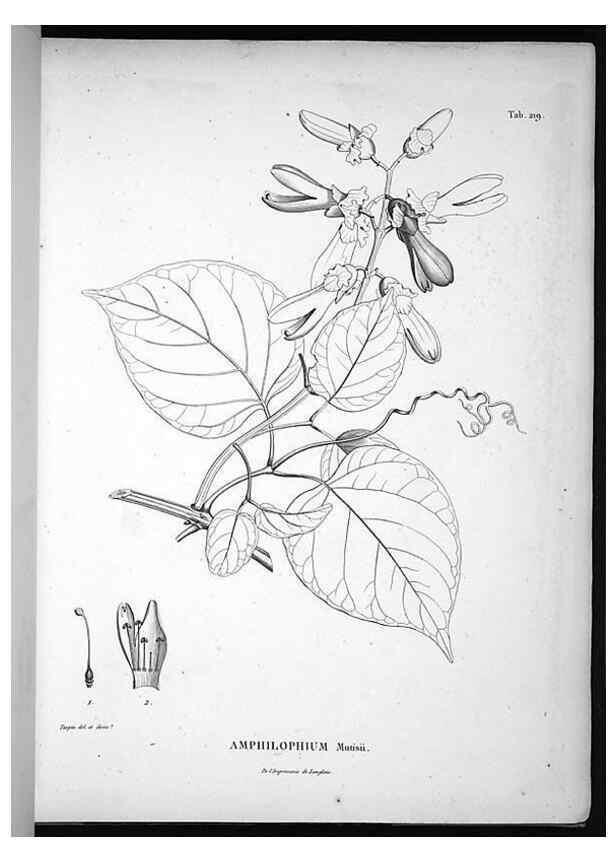 Reproducción/Reproduction 49556696502: Nova genera et species plantarum :. Antverpiae :Ex officina Christophori Plantini ...,1576.. 