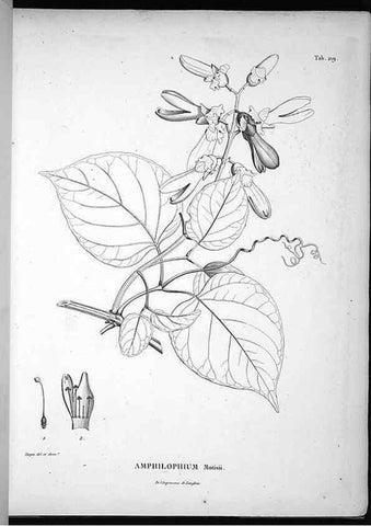 Reproducción/Reproduction 49556696502: Nova genera et species plantarum :. Antverpiae :Ex officina Christophori Plantini ...,1576.. 