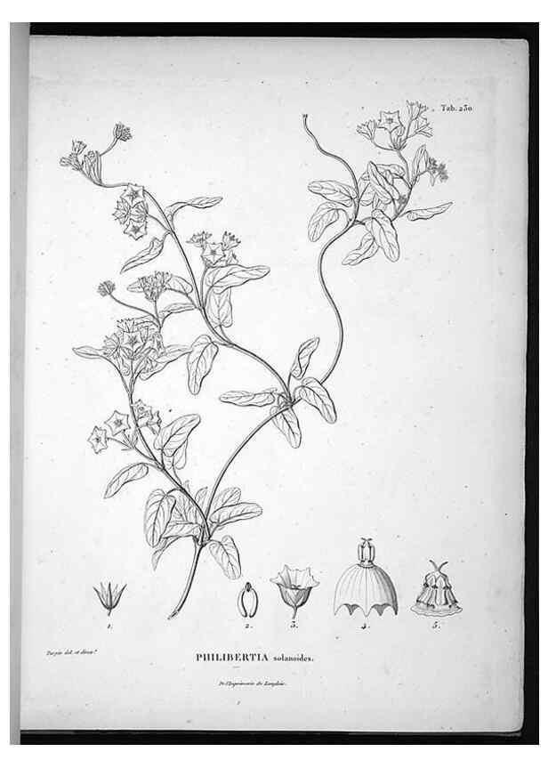 Reproducción/Reproduction 49556698342: Nova genera et species plantarum :. Antverpiae :Ex officina Christophori Plantini ...,1576.. 