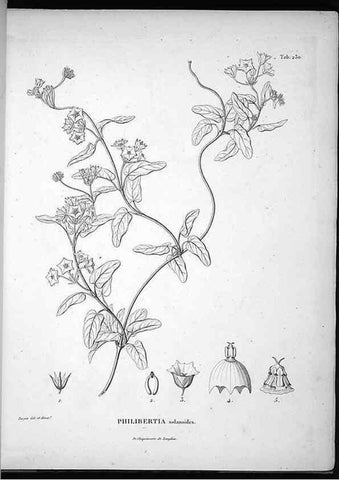 Reproducción/Reproduction 49556698342: Nova genera et species plantarum :. Antverpiae :Ex officina Christophori Plantini ...,1576.. 