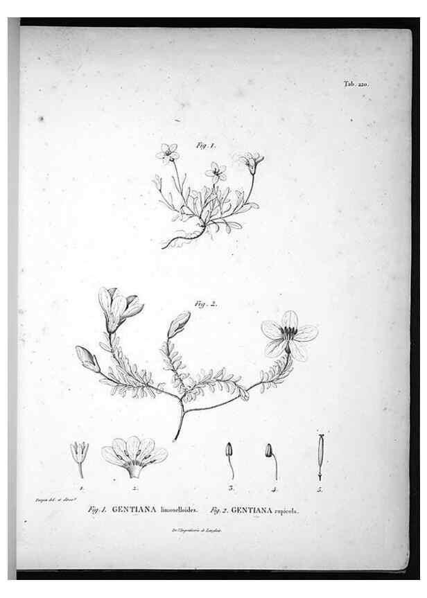 Reproducción/Reproduction 49555965138: Nova genera et species plantarum :. Antverpiae :Ex officina Christophori Plantini ...,1576.. 