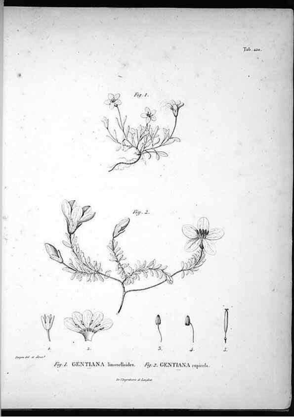 Reproducción/Reproduction 49555965138: Nova genera et species plantarum :. Antverpiae :Ex officina Christophori Plantini ...,1576.. 