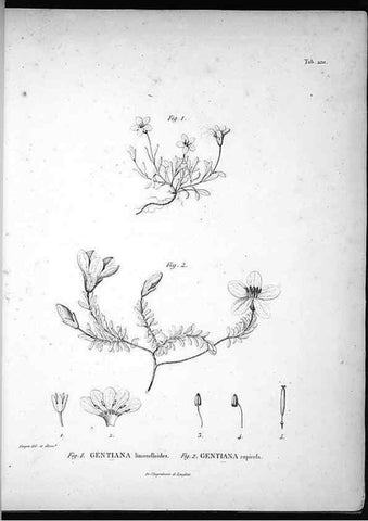 Reproducción/Reproduction 49555965138: Nova genera et species plantarum :. Antverpiae :Ex officina Christophori Plantini ...,1576.. 