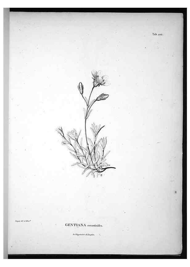 Reproducción/Reproduction 49555965488: Nova genera et species plantarum :. Antverpiae :Ex officina Christophori Plantini ...,1576.. 