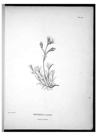 Reproducción/Reproduction 49555965488: Nova genera et species plantarum :. Antverpiae :Ex officina Christophori Plantini ...,1576.. 
