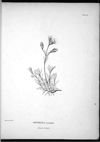 Reproducción/Reproduction 49555965488: Nova genera et species plantarum :. Antverpiae :Ex officina Christophori Plantini ...,1576.. 
