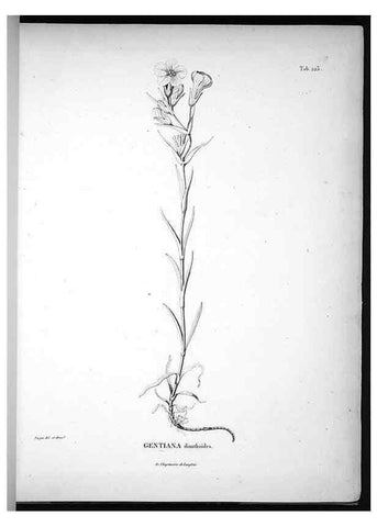 Reproducción/Reproduction 49555965673: Nova genera et species plantarum :. Antverpiae :Ex officina Christophori Plantini ...,1576.. 