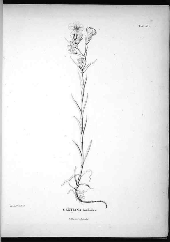 Reproducción/Reproduction 49555965673: Nova genera et species plantarum :. Antverpiae :Ex officina Christophori Plantini ...,1576.. 