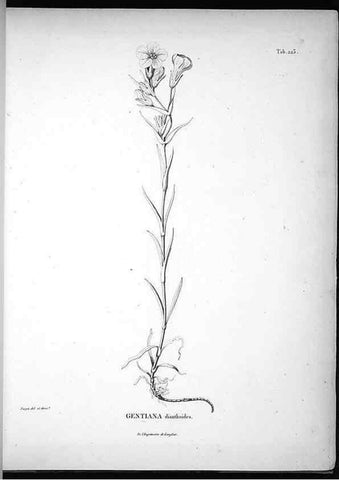 Reproducción/Reproduction 49555965673: Nova genera et species plantarum :. Antverpiae :Ex officina Christophori Plantini ...,1576.. 