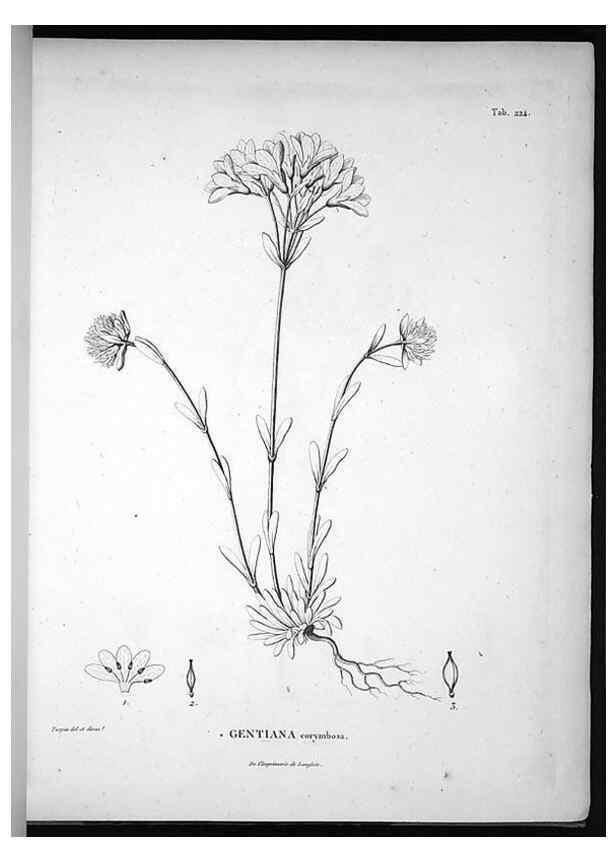 Reproducción/Reproduction 49556460831: Nova genera et species plantarum :. Antverpiae :Ex officina Christophori Plantini ...,1576.. 