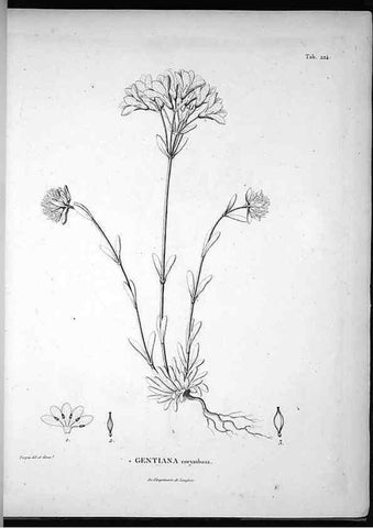 Reproducción/Reproduction 49556460831: Nova genera et species plantarum :. Antverpiae :Ex officina Christophori Plantini ...,1576.. 