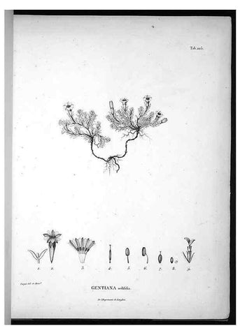 Reproducción/Reproduction 49556697512: Nova genera et species plantarum :. Antverpiae :Ex officina Christophori Plantini ...,1576.. 