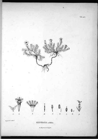 Reproducción/Reproduction 49556697512: Nova genera et species plantarum :. Antverpiae :Ex officina Christophori Plantini ...,1576.. 