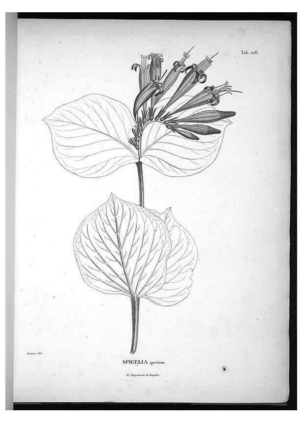 Reproducción/Reproduction 49555966223: Nova genera et species plantarum :. Antverpiae :Ex officina Christophori Plantini ...,1576.. 