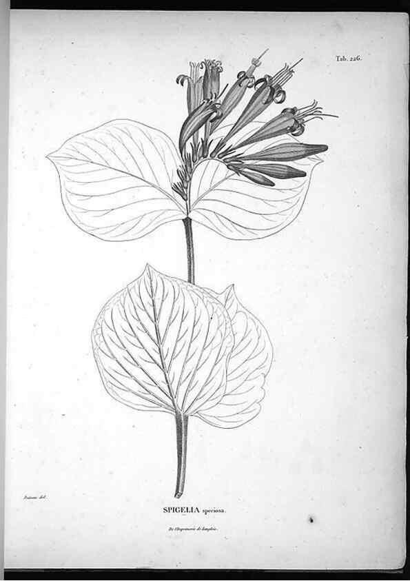 Reproducción/Reproduction 49555966223: Nova genera et species plantarum :. Antverpiae :Ex officina Christophori Plantini ...,1576.. 