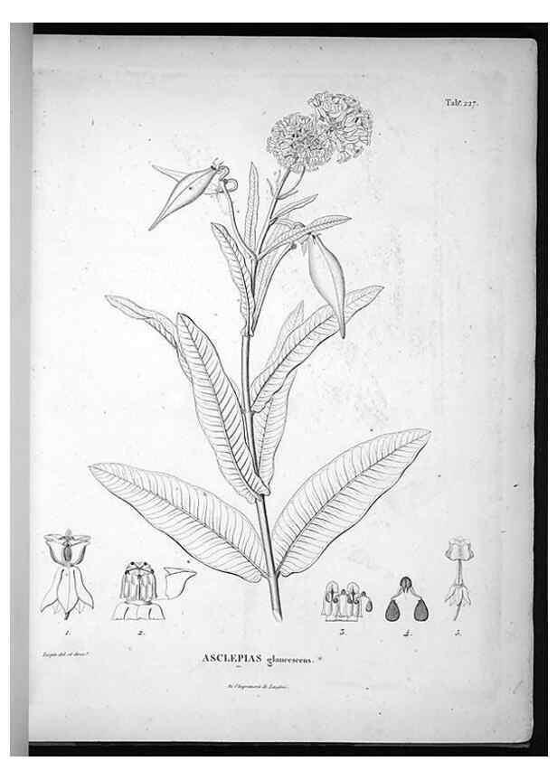 Reproducción/Reproduction 49556461361: Nova genera et species plantarum :. Antverpiae :Ex officina Christophori Plantini ...,1576.. 
