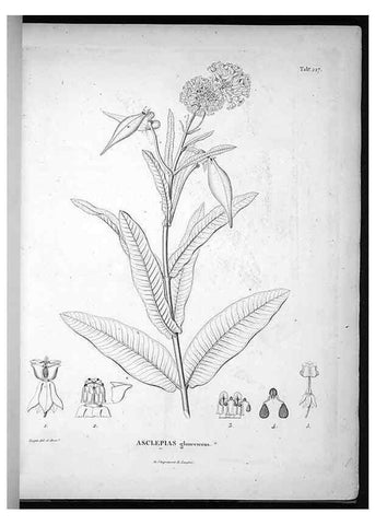 Reproducción/Reproduction 49556461361: Nova genera et species plantarum :. Antverpiae :Ex officina Christophori Plantini ...,1576.. 