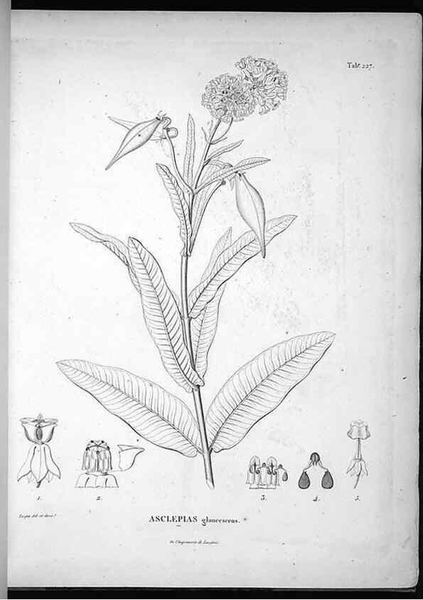 Reproducción/Reproduction 49556461361: Nova genera et species plantarum :. Antverpiae :Ex officina Christophori Plantini ...,1576.. 