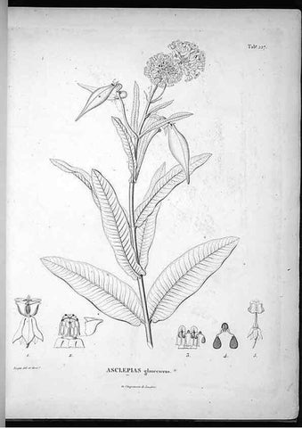 Reproducción/Reproduction 49556461361: Nova genera et species plantarum :. Antverpiae :Ex officina Christophori Plantini ...,1576.. 