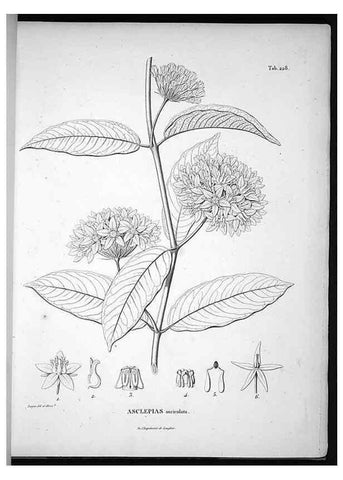 Reproducción/Reproduction 49556698007: Nova genera et species plantarum :. Antverpiae :Ex officina Christophori Plantini ...,1576.. 