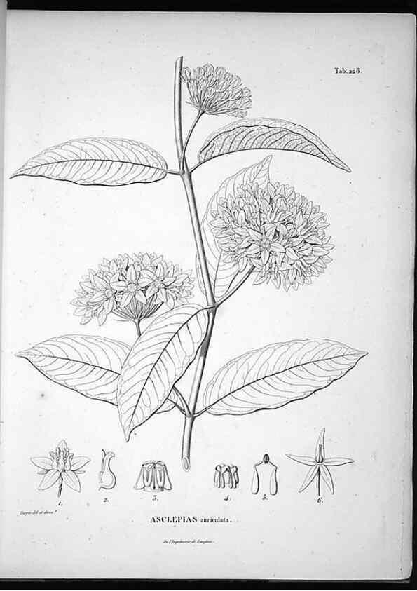 Reproducción/Reproduction 49556698007: Nova genera et species plantarum :. Antverpiae :Ex officina Christophori Plantini ...,1576.. 