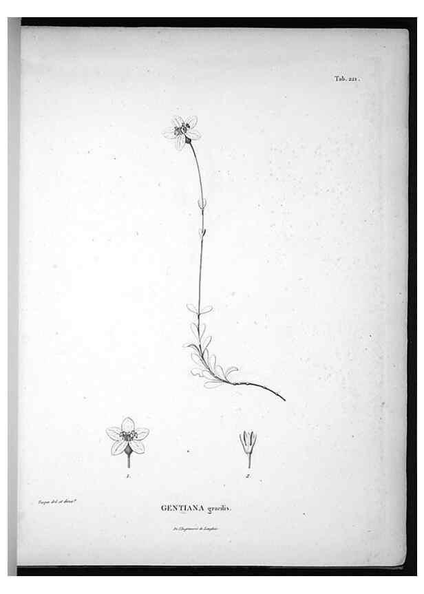 Reproducción/Reproduction 49556460356: Nova genera et species plantarum :. Antverpiae :Ex officina Christophori Plantini ...,1576.. 