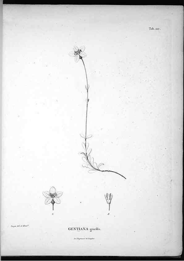 Reproducción/Reproduction 49556460356: Nova genera et species plantarum :. Antverpiae :Ex officina Christophori Plantini ...,1576.. 