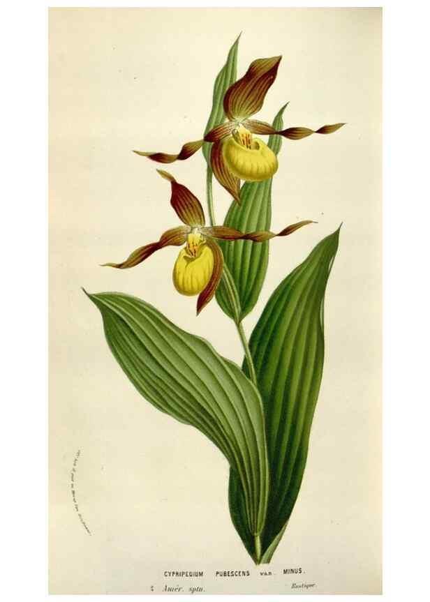 Reproducción/Reproduction 49584059851: Flore des serres et des jardins de l'Europe. A Gand :chez Louis van Houtte, eÌditeur,1845-1880.. 