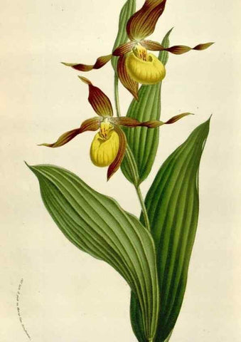 Reproducción/Reproduction 49584059851: Flore des serres et des jardins de l'Europe. A Gand :chez Louis van Houtte, eÌditeur,1845-1880.. 