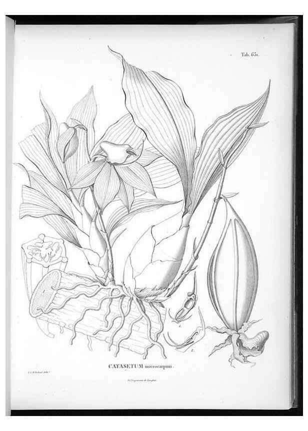 Reproducción/Reproduction 49556168578: Nova genera et species plantarum :. Antverpiae :Ex officina Christophori Plantini ...,1576.. 