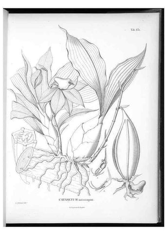 Reproducción/Reproduction 49556168578: Nova genera et species plantarum :. Antverpiae :Ex officina Christophori Plantini ...,1576.. 