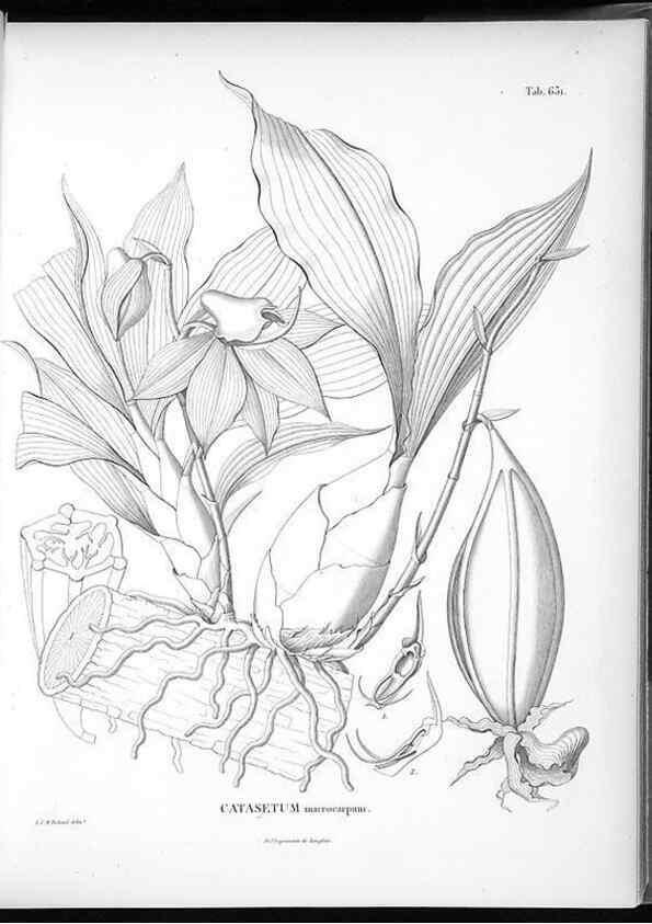 Reproducción/Reproduction 49556168578: Nova genera et species plantarum :. Antverpiae :Ex officina Christophori Plantini ...,1576.. 