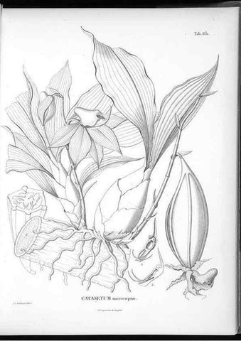 Reproducción/Reproduction 49556168578: Nova genera et species plantarum :. Antverpiae :Ex officina Christophori Plantini ...,1576.. 