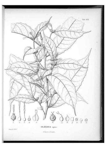Reproducción/Reproduction 49556665841: Nova genera et species plantarum :. Antverpiae :Ex officina Christophori Plantini ...,1576.. 
