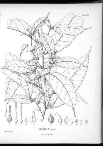 Reproducción/Reproduction 49556665841: Nova genera et species plantarum :. Antverpiae :Ex officina Christophori Plantini ...,1576.. 