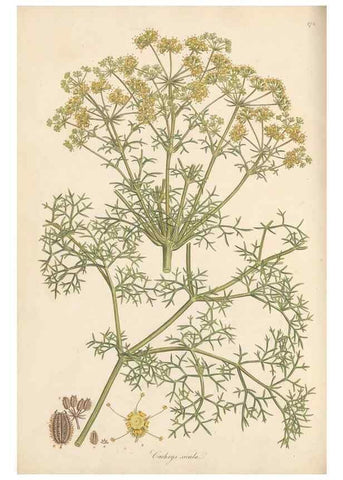 Reproducción/Reproduction 49556717028: Flora Graeca, sive, Plantarum rariorum historia, quas in provinciis aut insulis Graeciae /. Londini :Typis Richardi Taylor et socii, in Vico Shoe-Lane :MDCCCVI-MDCCCXL [1806-1840].. 