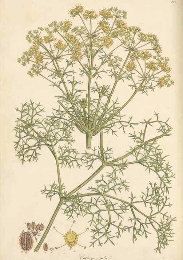 Reproducción/Reproduction 49556717028: Flora Graeca, sive, Plantarum rariorum historia, quas in provinciis aut insulis Graeciae /. Londini :Typis Richardi Taylor et socii, in Vico Shoe-Lane :MDCCCVI-MDCCCXL [1806-1840].. 