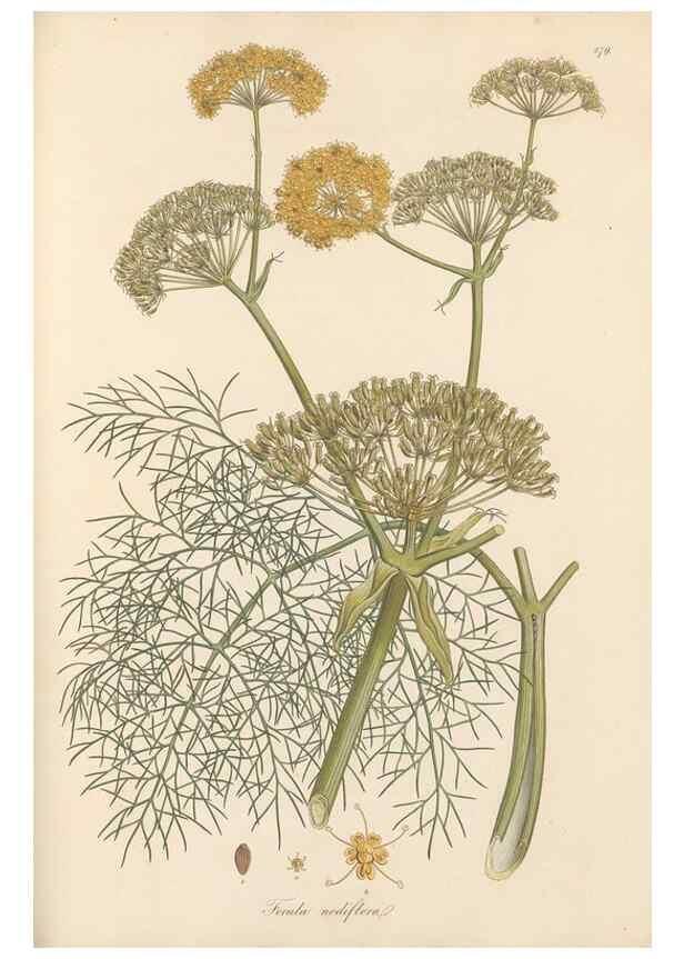 Reproducción/Reproduction 49557449942: Flora Graeca, sive, Plantarum rariorum historia, quas in provinciis aut insulis Graeciae /. Londini :Typis Richardi Taylor et socii, in Vico Shoe-Lane :MDCCCVI-MDCCCXL [1806-1840].. 
