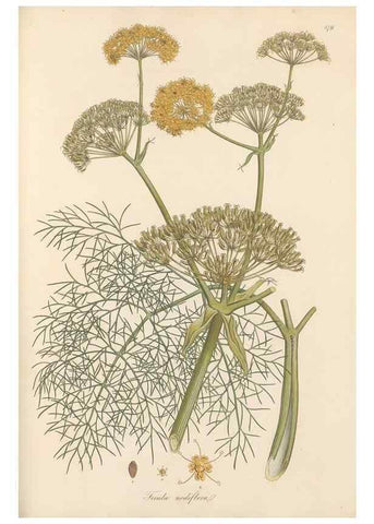 Reproducción/Reproduction 49557449942: Flora Graeca, sive, Plantarum rariorum historia, quas in provinciis aut insulis Graeciae /. Londini :Typis Richardi Taylor et socii, in Vico Shoe-Lane :MDCCCVI-MDCCCXL [1806-1840].. 