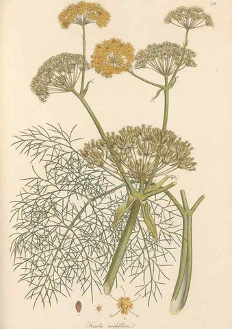 Reproducción/Reproduction 49557449942: Flora Graeca, sive, Plantarum rariorum historia, quas in provinciis aut insulis Graeciae /. Londini :Typis Richardi Taylor et socii, in Vico Shoe-Lane :MDCCCVI-MDCCCXL [1806-1840].. 