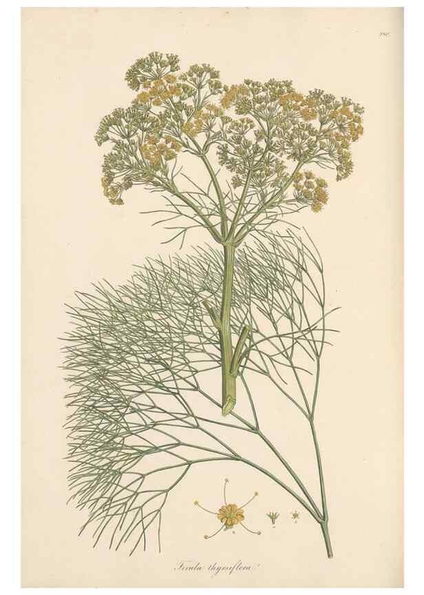 Reproducción/Reproduction 49557216886: Flora Graeca, sive, Plantarum rariorum historia, quas in provinciis aut insulis Graeciae /. Londini :Typis Richardi Taylor et socii, in Vico Shoe-Lane :MDCCCVI-MDCCCXL [1806-1840].. 