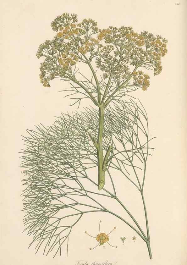 Reproducción/Reproduction 49557216886: Flora Graeca, sive, Plantarum rariorum historia, quas in provinciis aut insulis Graeciae /. Londini :Typis Richardi Taylor et socii, in Vico Shoe-Lane :MDCCCVI-MDCCCXL [1806-1840].. 