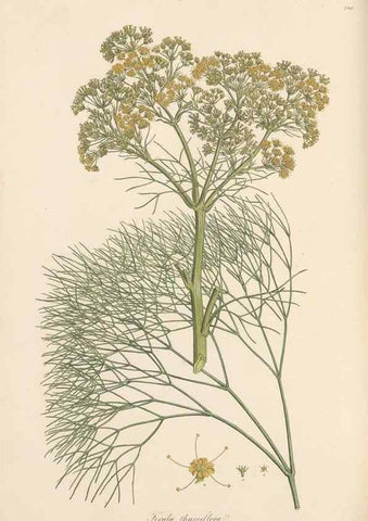 Reproducción/Reproduction 49557216886: Flora Graeca, sive, Plantarum rariorum historia, quas in provinciis aut insulis Graeciae /. Londini :Typis Richardi Taylor et socii, in Vico Shoe-Lane :MDCCCVI-MDCCCXL [1806-1840].. 